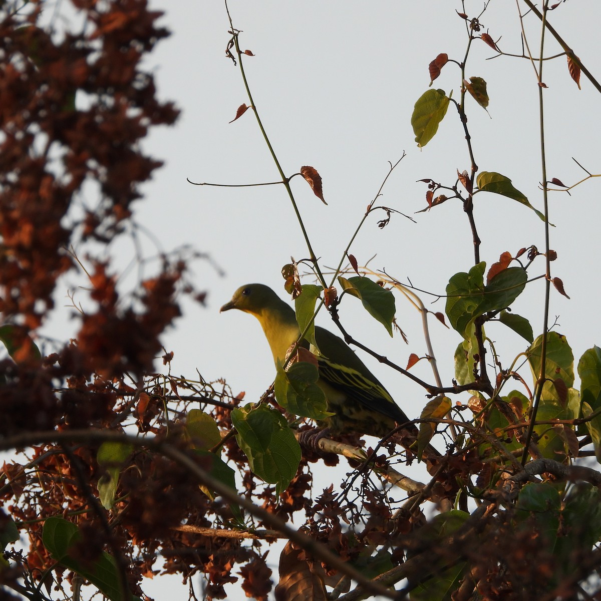 Gray-fronted Green-Pigeon - ML616197921