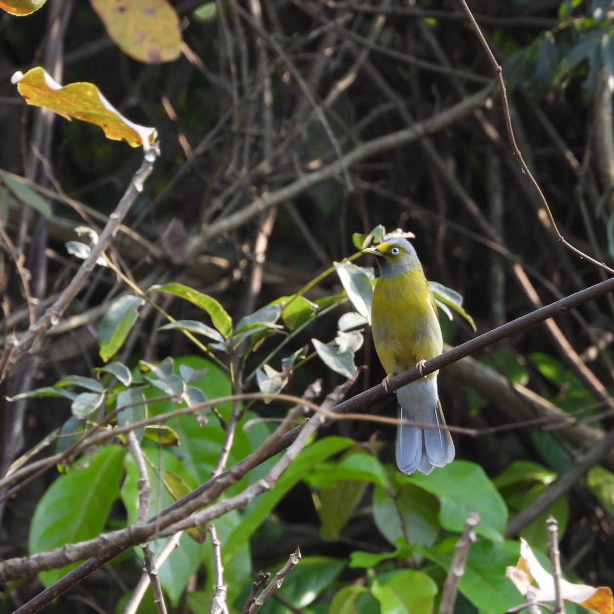 Gray-headed Bulbul - Ranjeet Rane