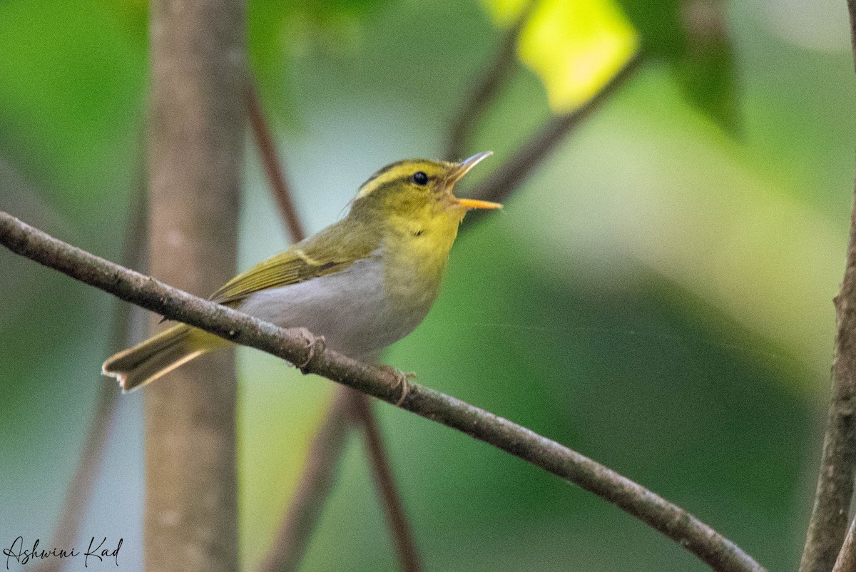 Yellow-vented Warbler - ML616197963