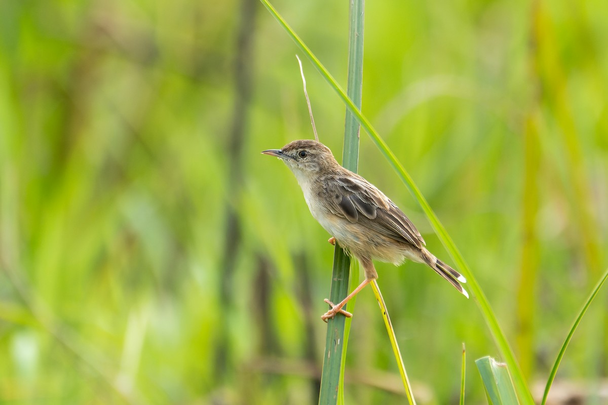 Zitting Cisticola (Double Zitting) - ML616197975