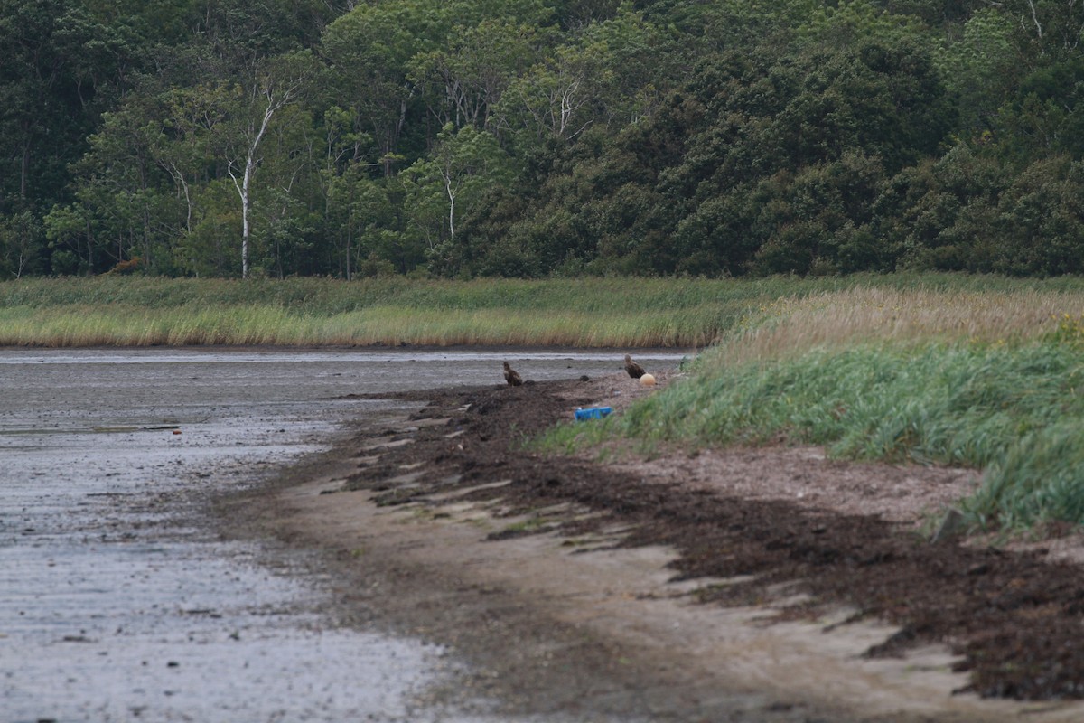 White-tailed Eagle - ML616197989