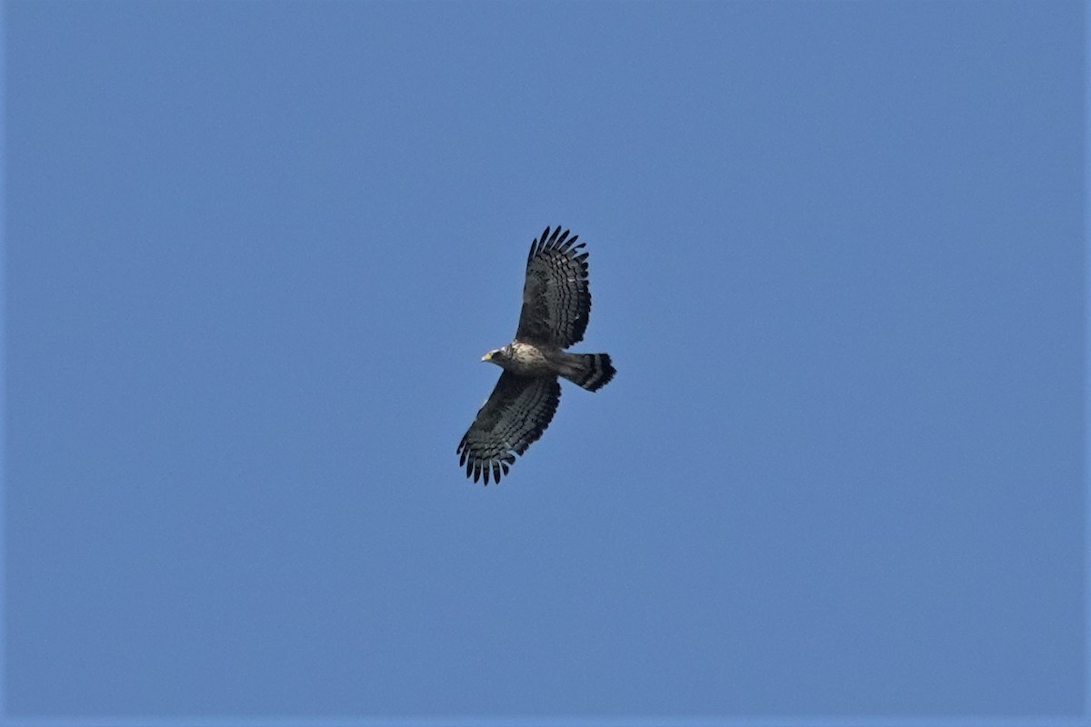 Crested Serpent-Eagle - ML616197990