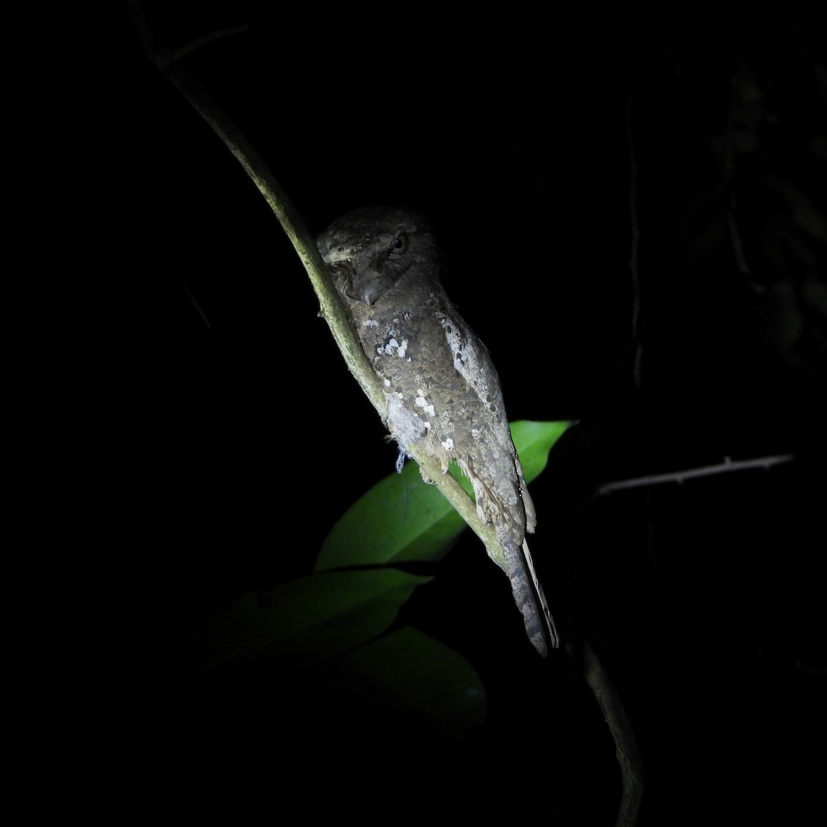 Sri Lanka Frogmouth - ML616198006