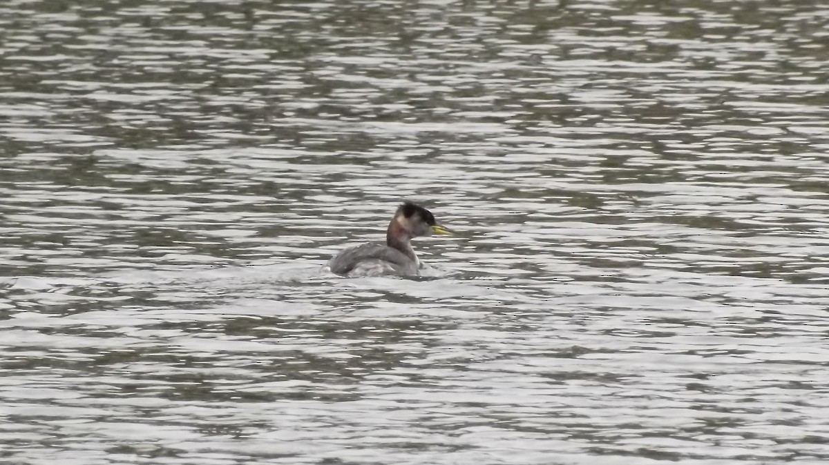Red-necked Grebe - ML61619801