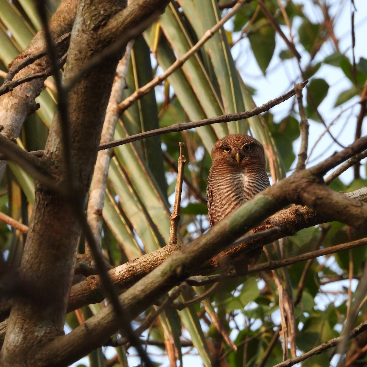 Jungle Owlet - Ranjeet Rane