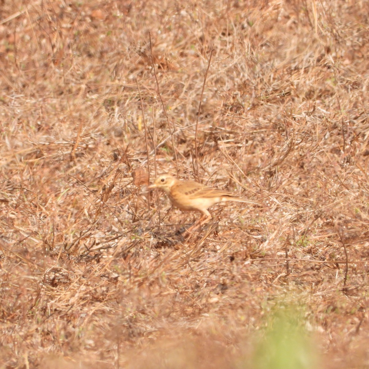 Tawny Pipit - ML616198043