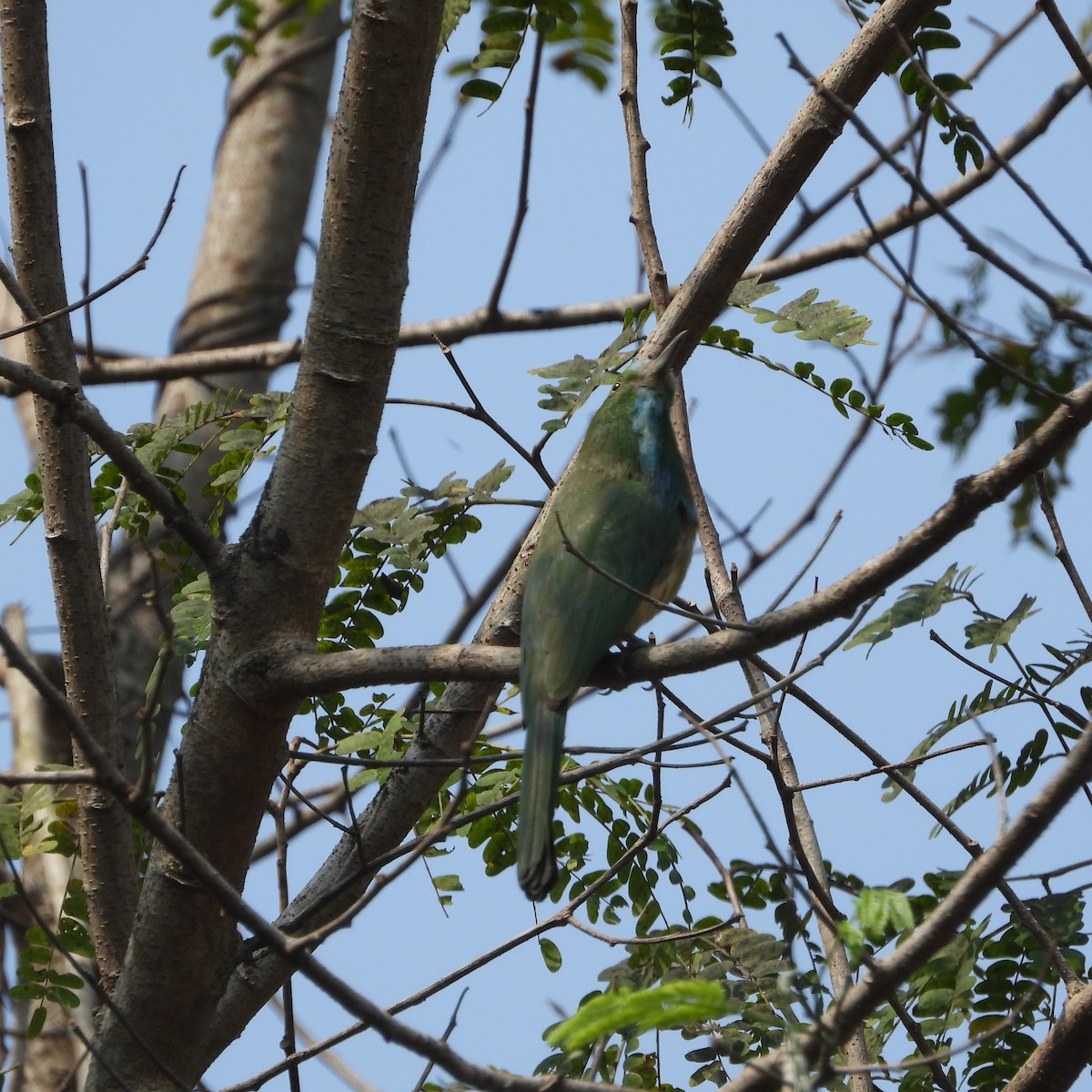 Blue-bearded Bee-eater - ML616198047