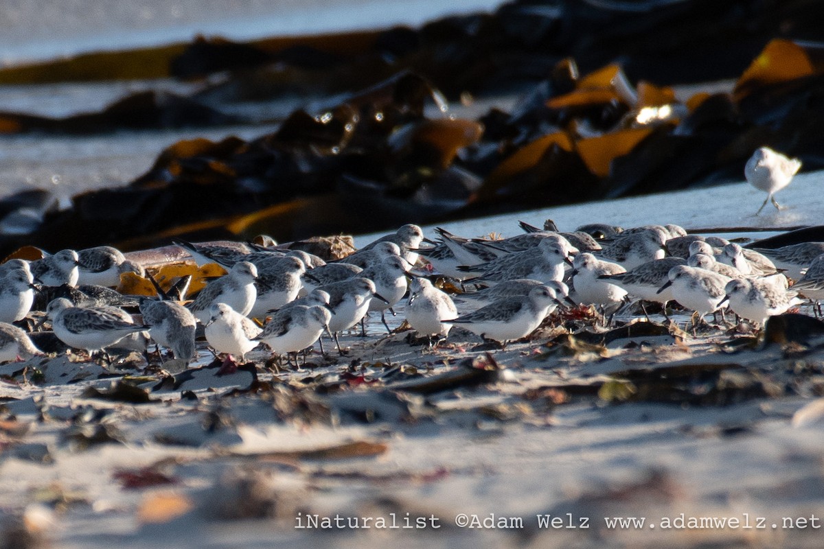 Sanderling - ML616198079