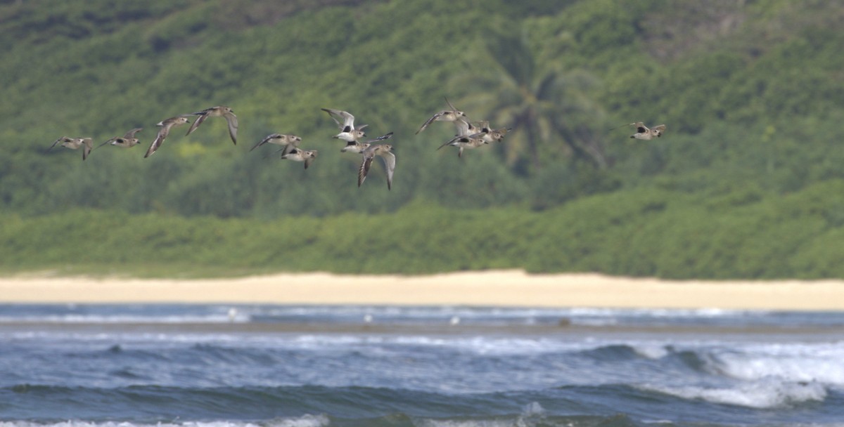 Black-bellied Plover - Nikhil Zaveri