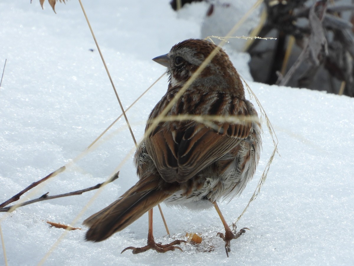 Song Sparrow - Shawn McCormick