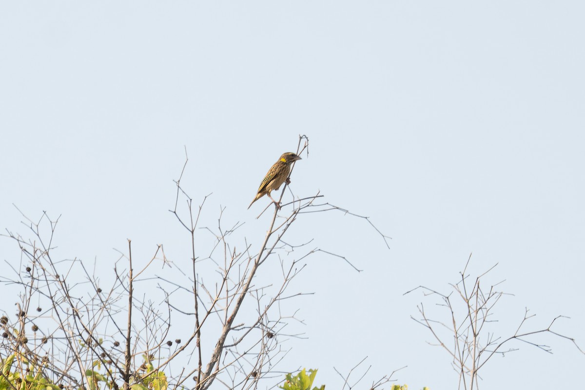 Streaked Weaver - ML616198274