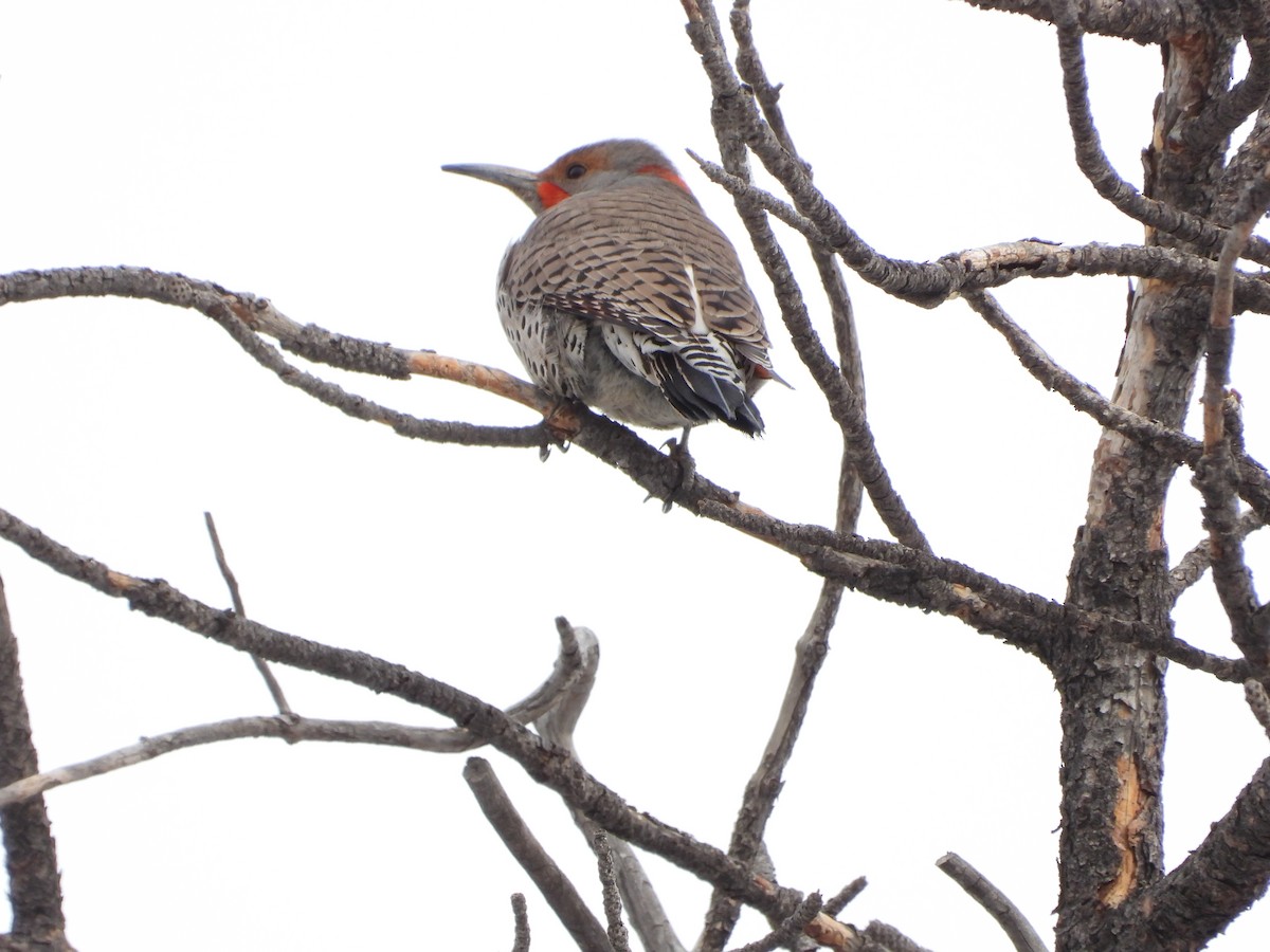 Northern Flicker - Shawn McCormick