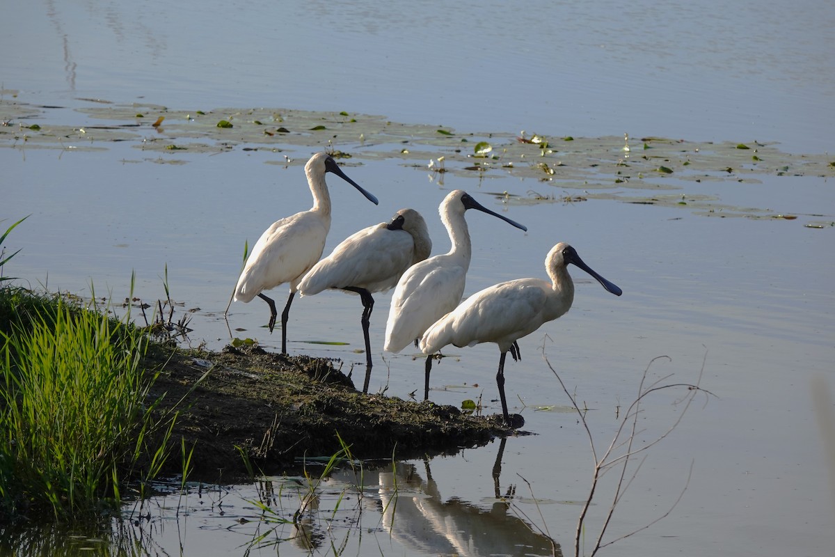 Royal Spoonbill - ML616198310