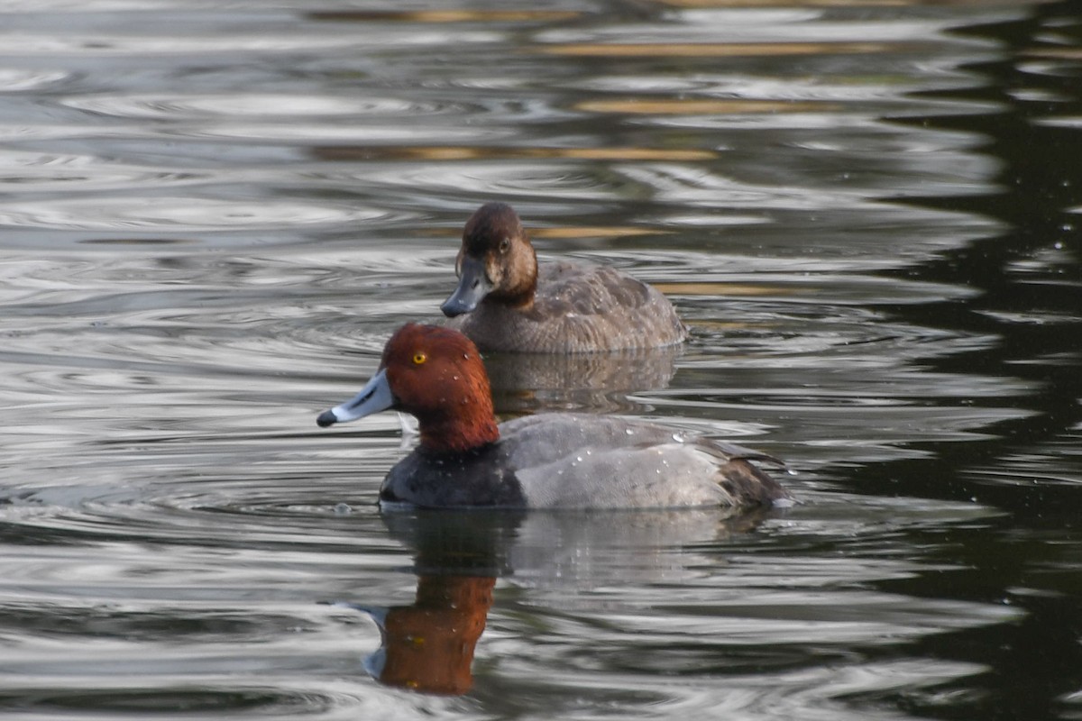 Redhead - ML616198390