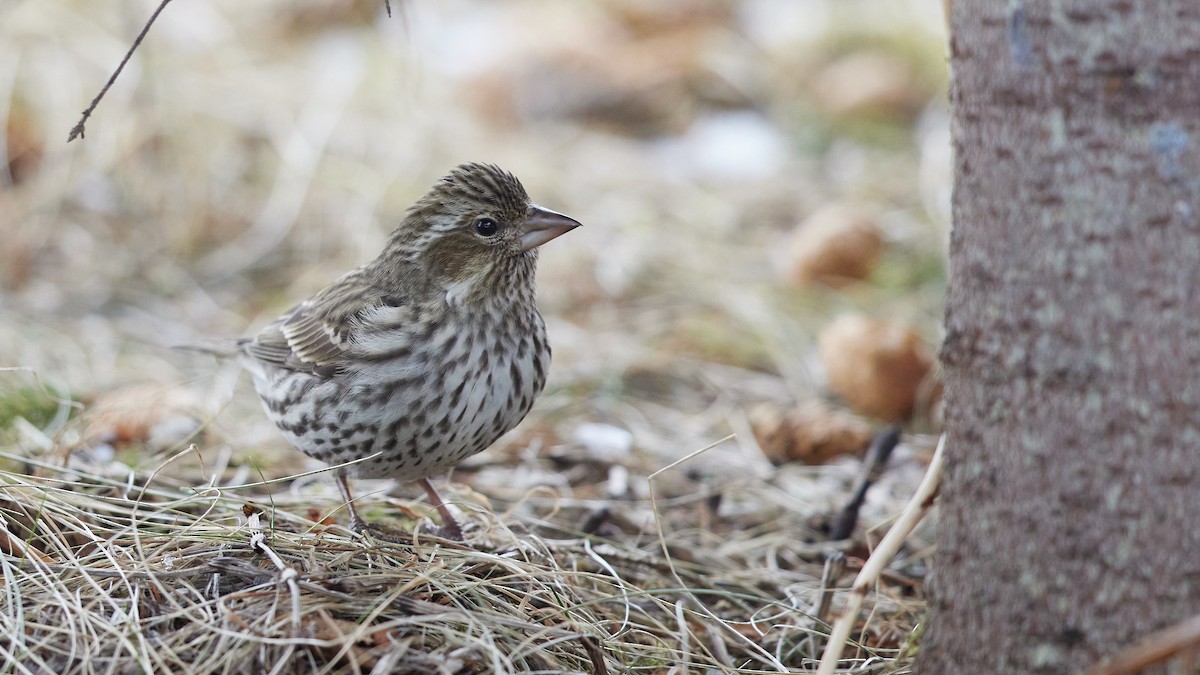 Cassin's Finch - ML616198407