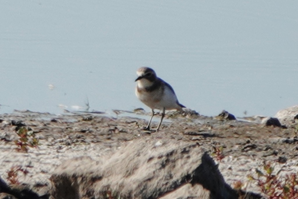 Double-banded Plover - ML616198517