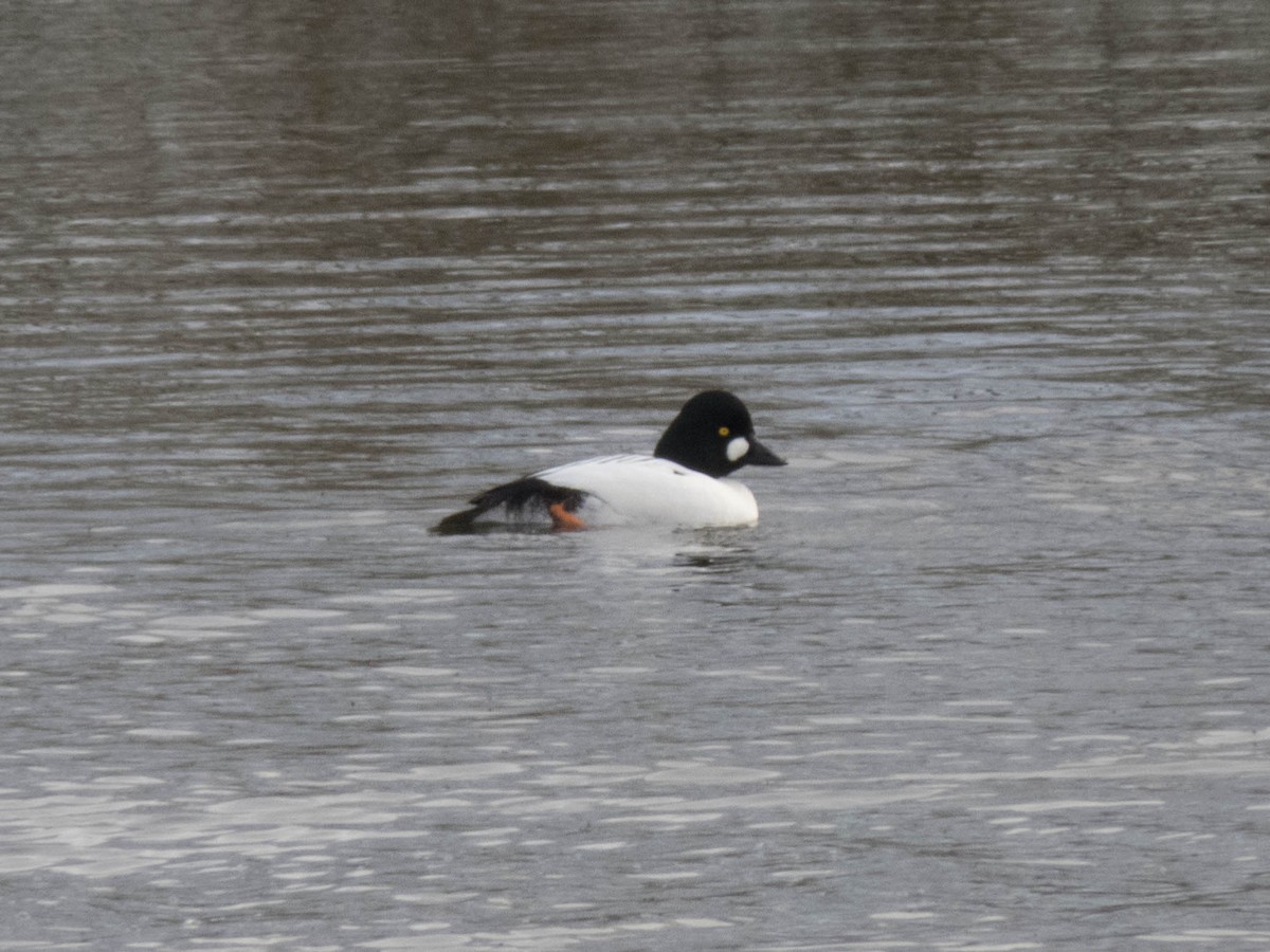 Common Goldeneye - ML616198583