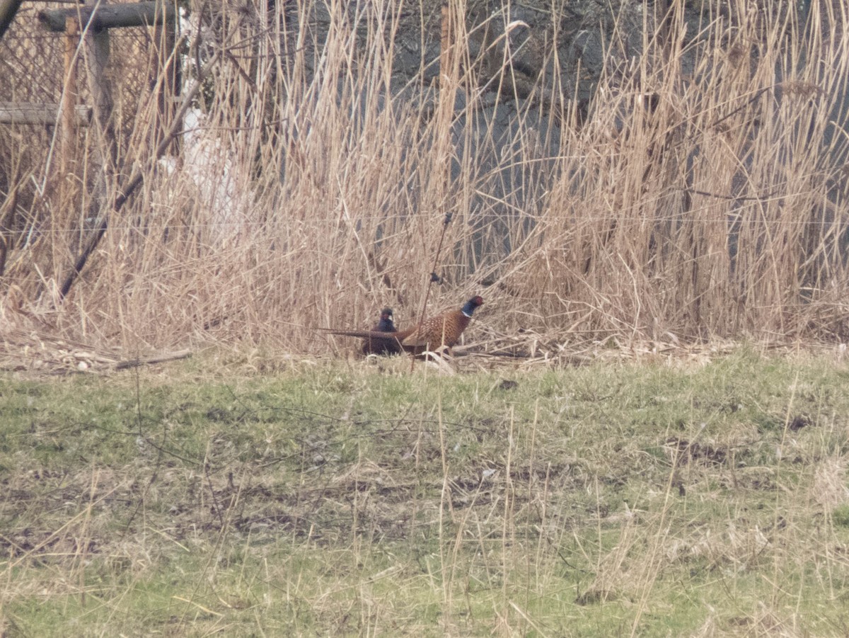 Ring-necked Pheasant - ML616198584