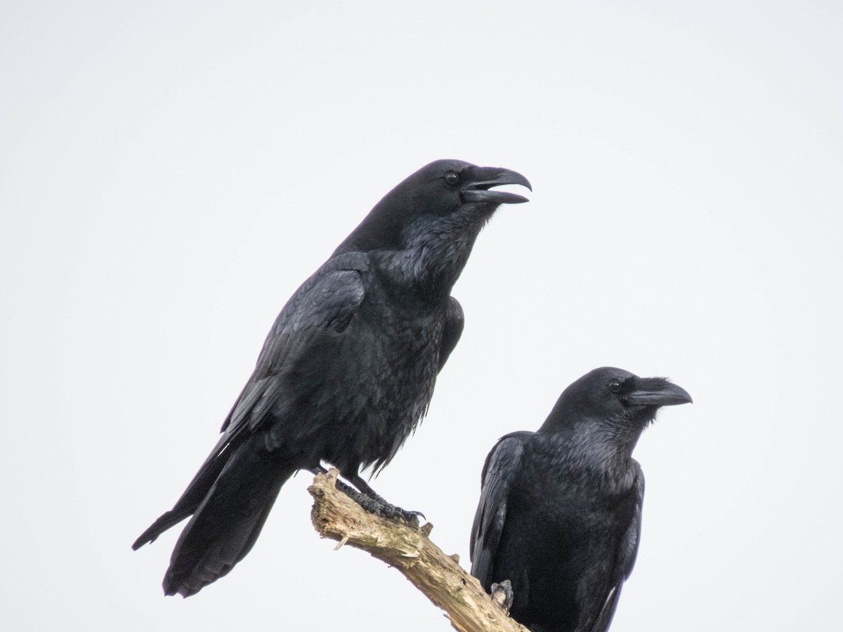 Common Raven - ML616198589