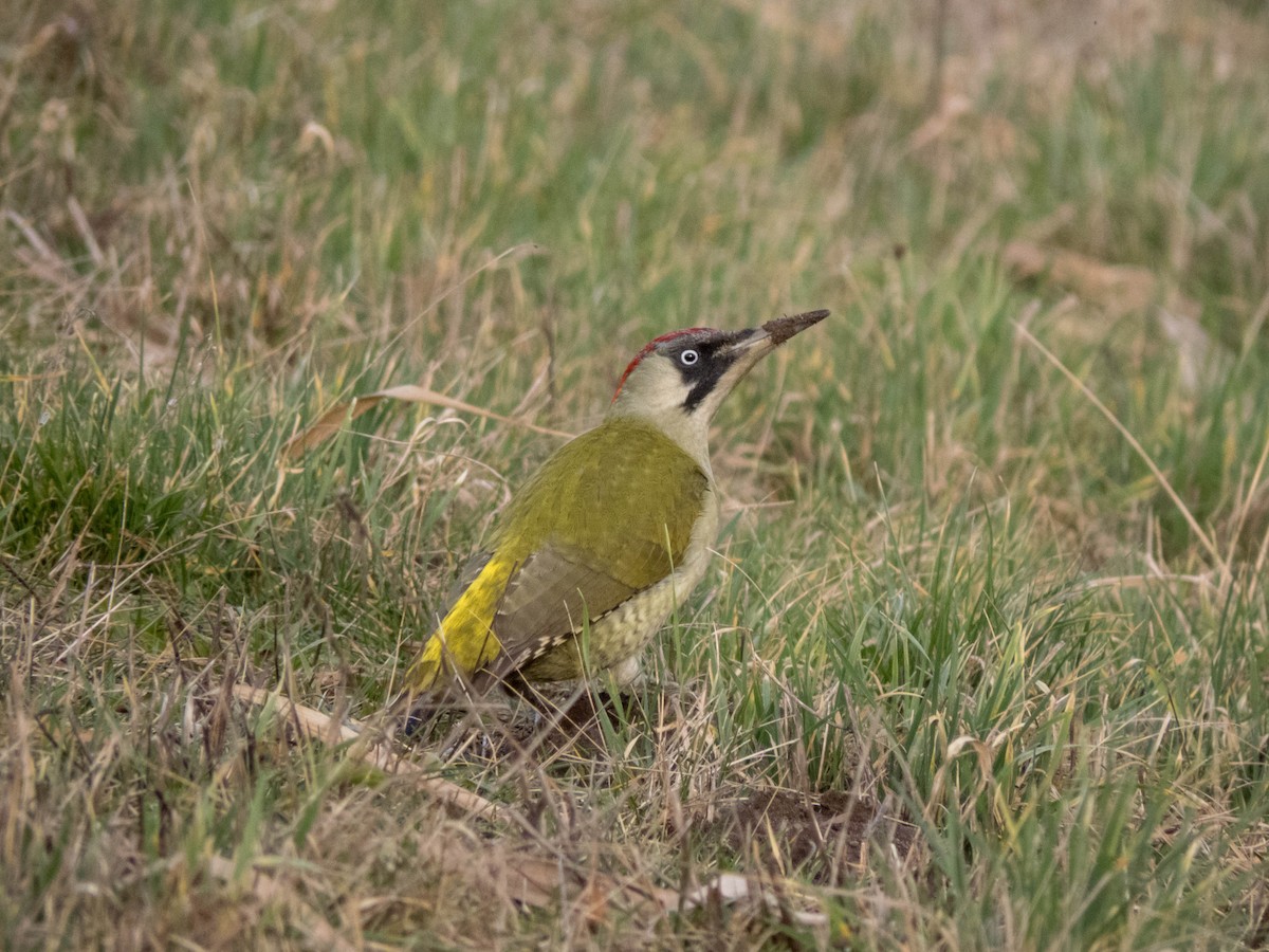 Eurasian Green Woodpecker - ML616198590