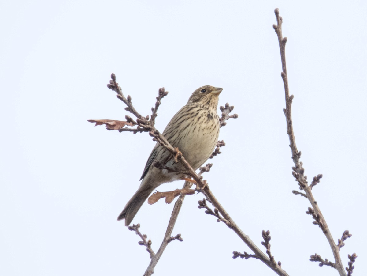 Corn Bunting - ML616198591