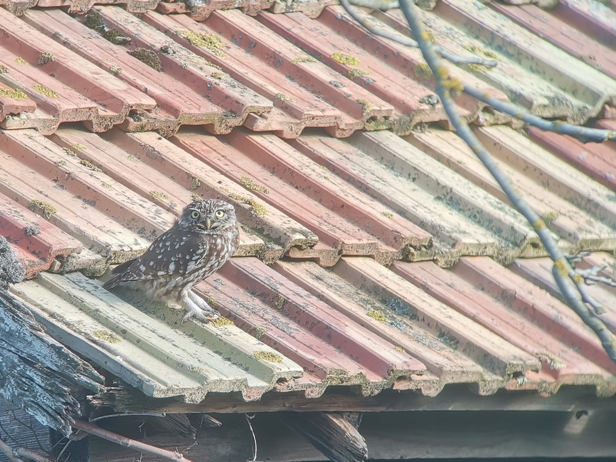 Little Owl - Andras Fodor