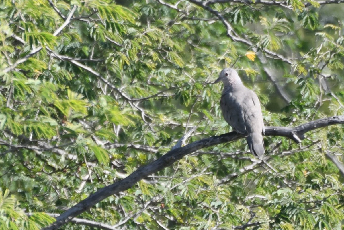 Common Ground Dove - ML616198658