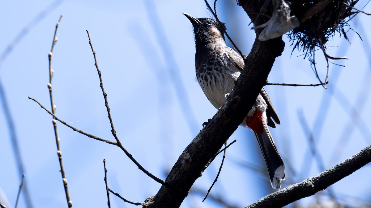 Red-vented Bulbul - ML616198684