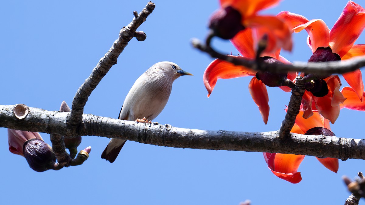 Chestnut-tailed Starling - ML616198697