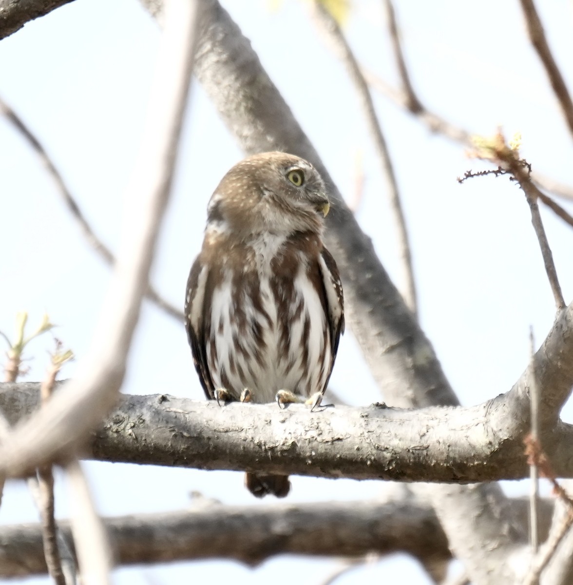 Ferruginous Pygmy-Owl - ML616198732