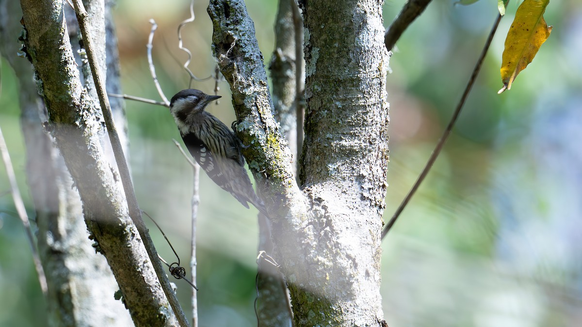 Gray-capped Pygmy Woodpecker - ML616198764