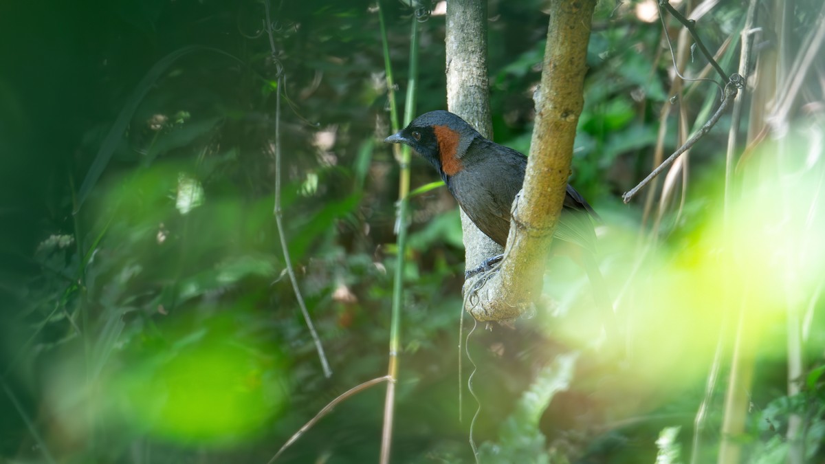 Rufous-necked Laughingthrush - ML616198774