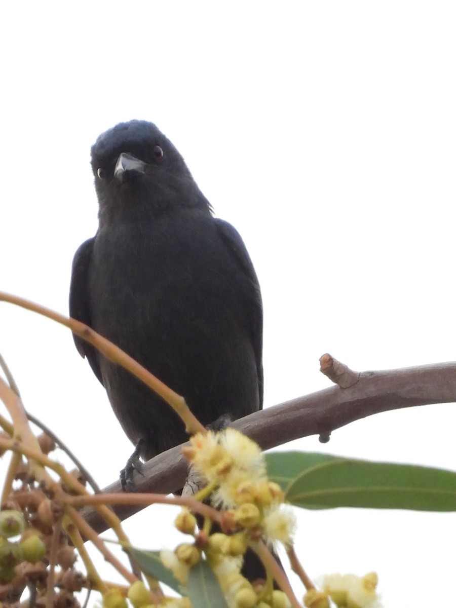 Ashy Drongo - ML616198885