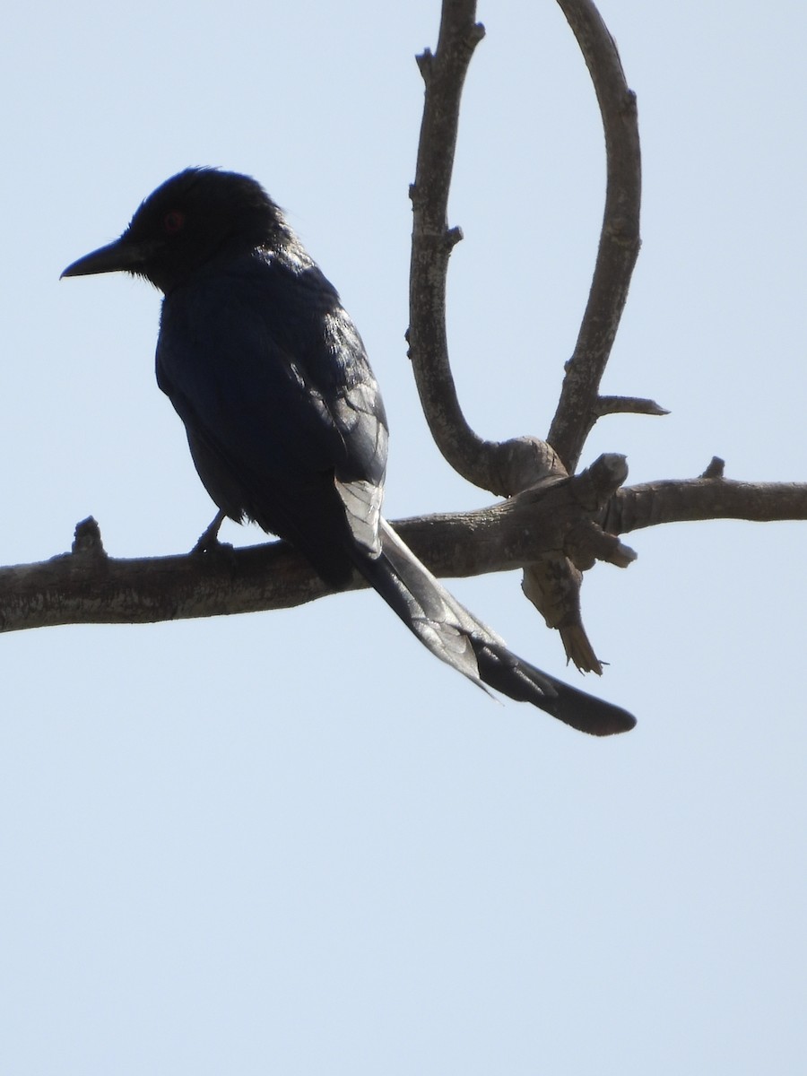 Ashy Drongo - ML616198886
