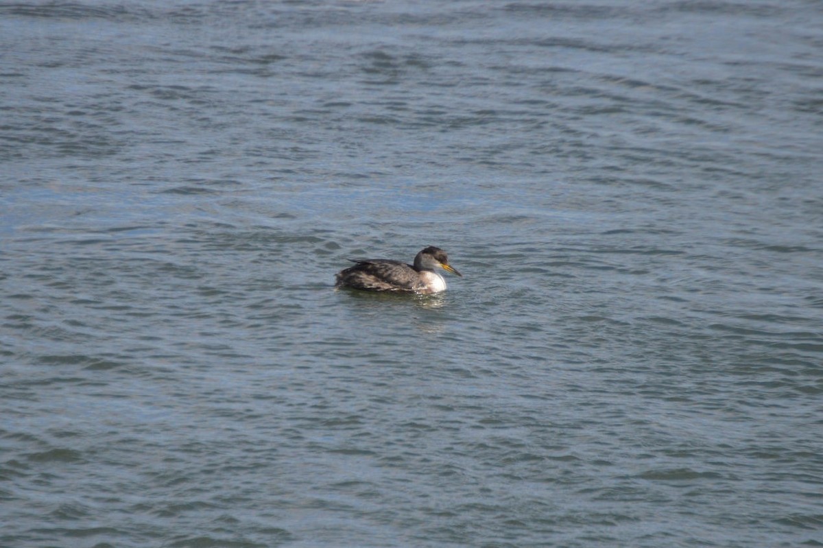Red-necked Grebe - ML61619891
