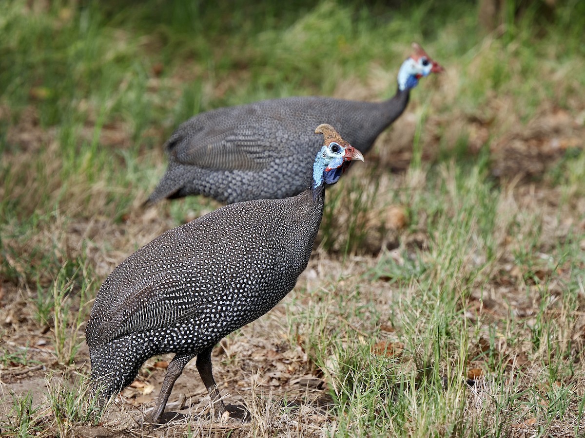 Helmeted Guineafowl (Tufted) - Gabriel Willow