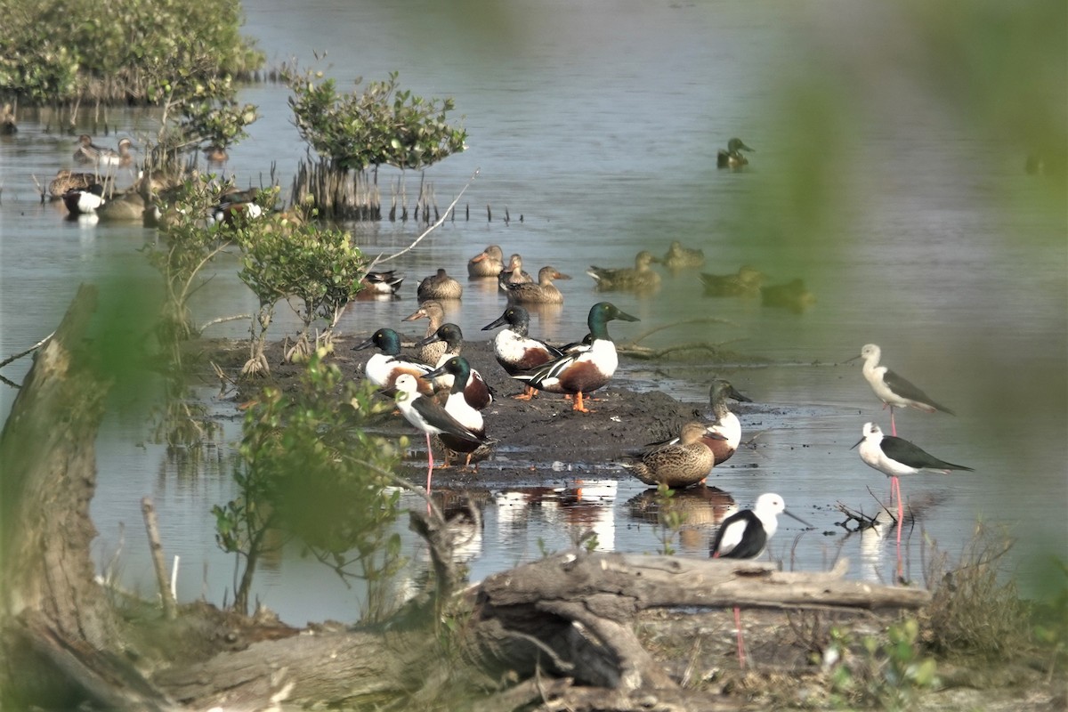 Northern Shoveler - ML616198935