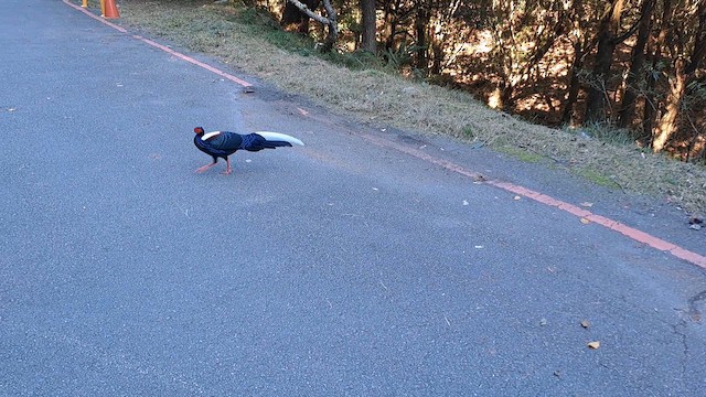 Swinhoe's Pheasant - ML616198938