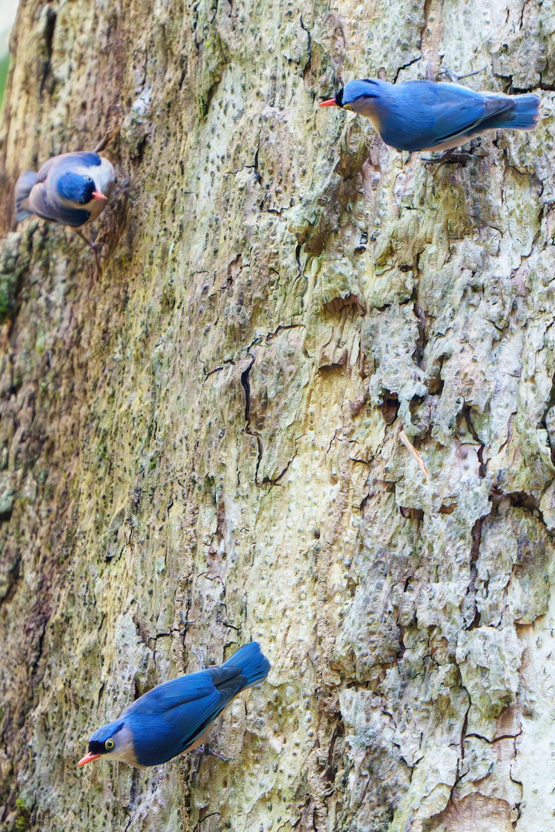 Velvet-fronted Nuthatch - ML616198954
