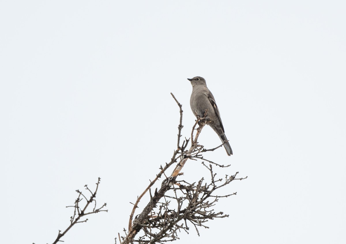 Townsend's Solitaire - Martin Bélanger
