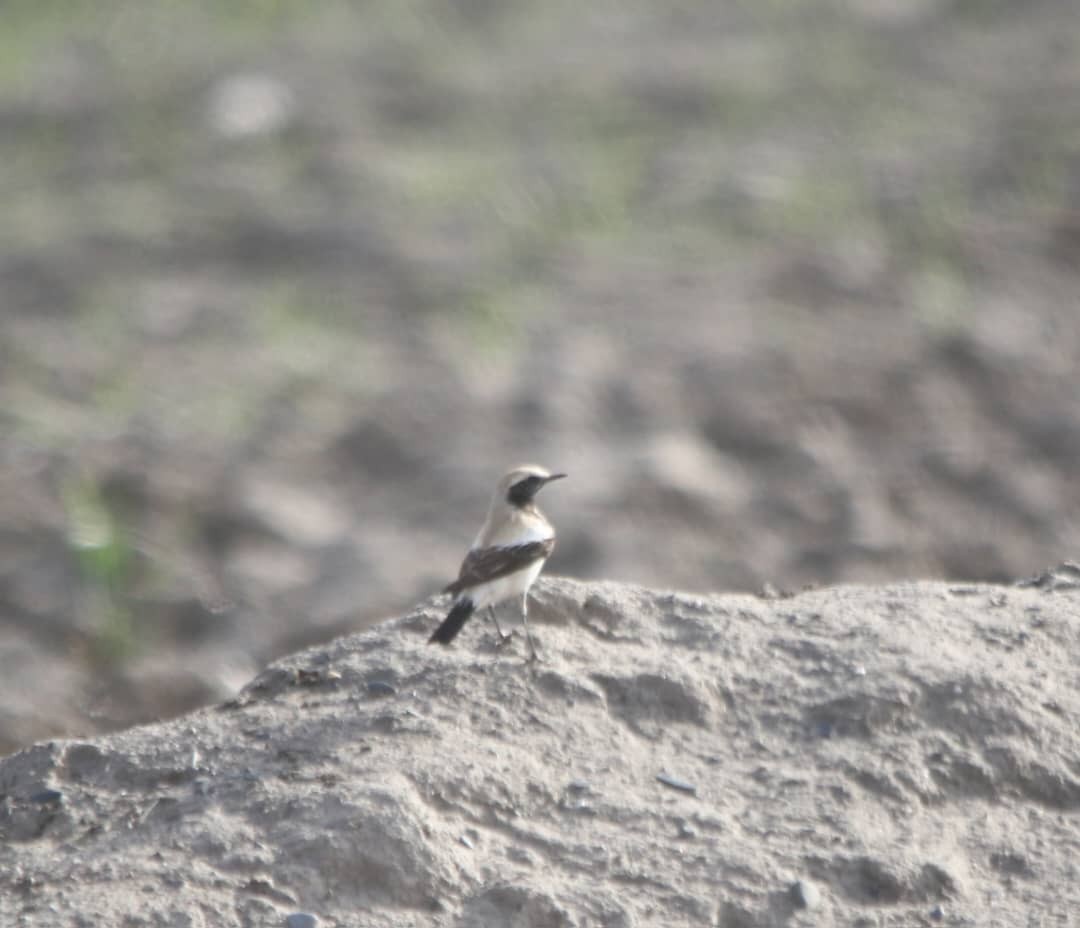 Desert Wheatear - ML616198989