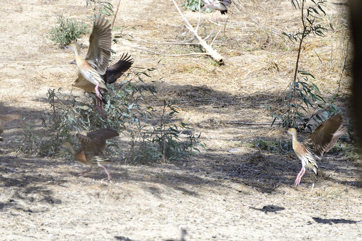 Plumed Whistling-Duck - ML616199018