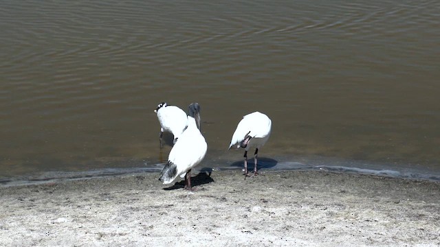 Ibis à cou noir - ML616199025