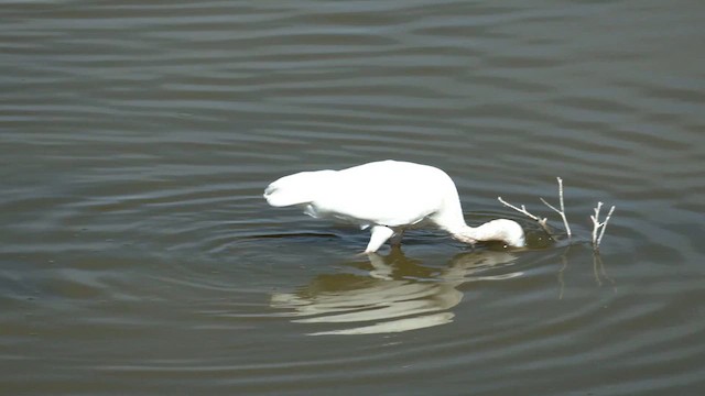 Yellow-billed Spoonbill - ML616199026