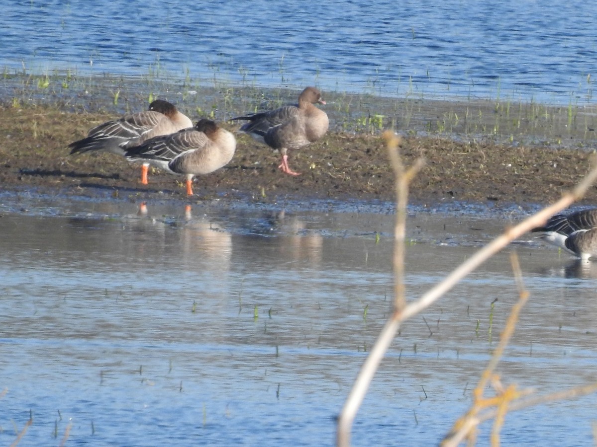 Pink-footed Goose - ML616199063
