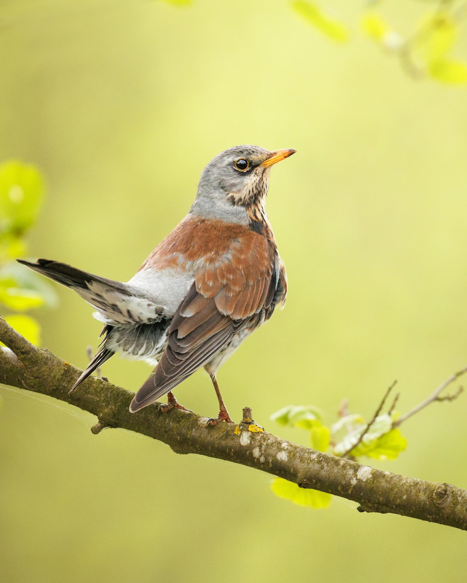 Fieldfare - ML616199084