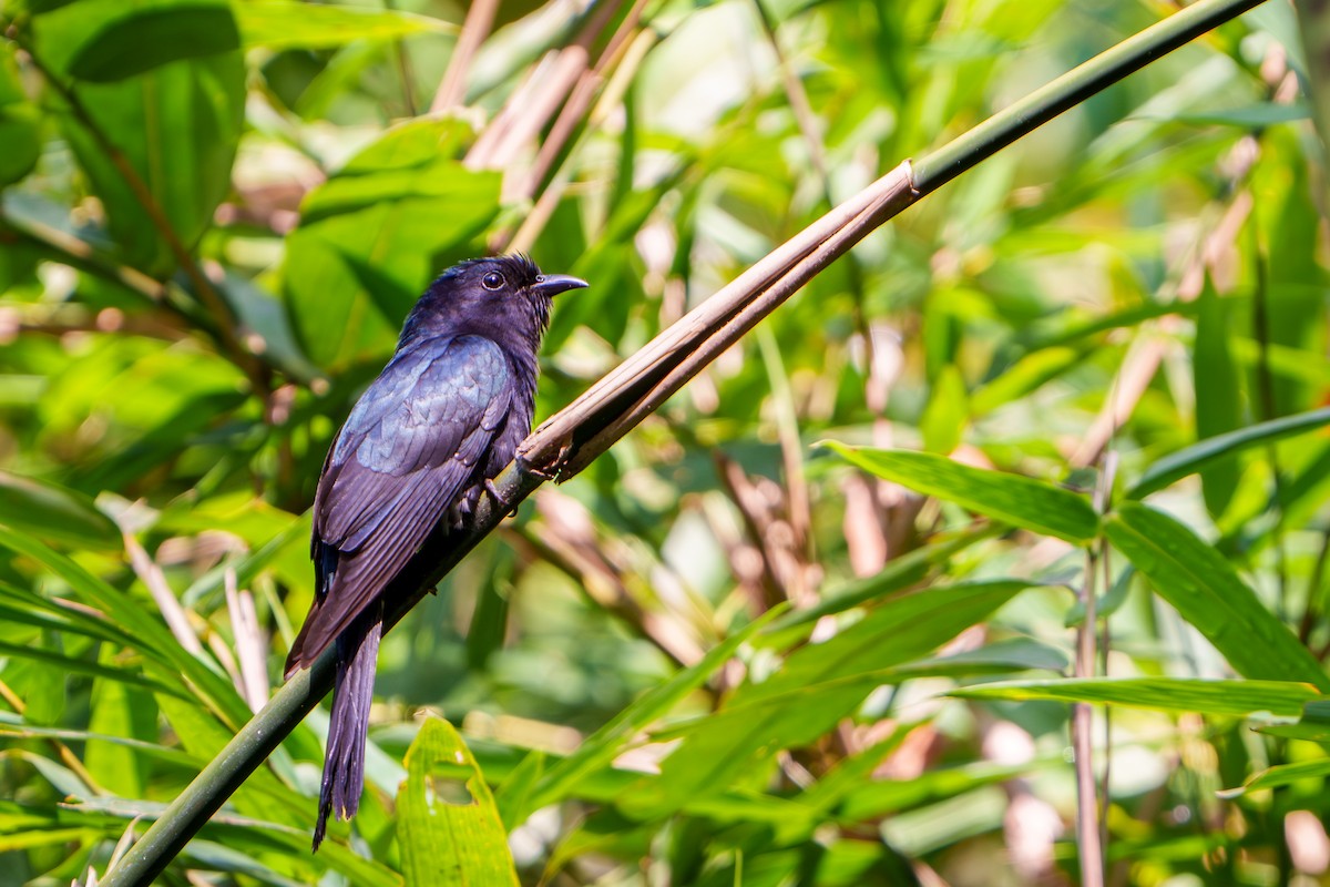 Square-tailed Drongo-Cuckoo - ML616199101
