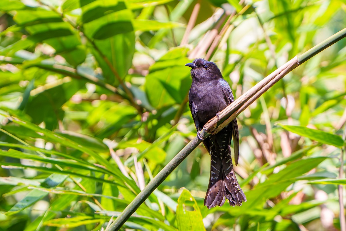 Square-tailed Drongo-Cuckoo - ML616199102