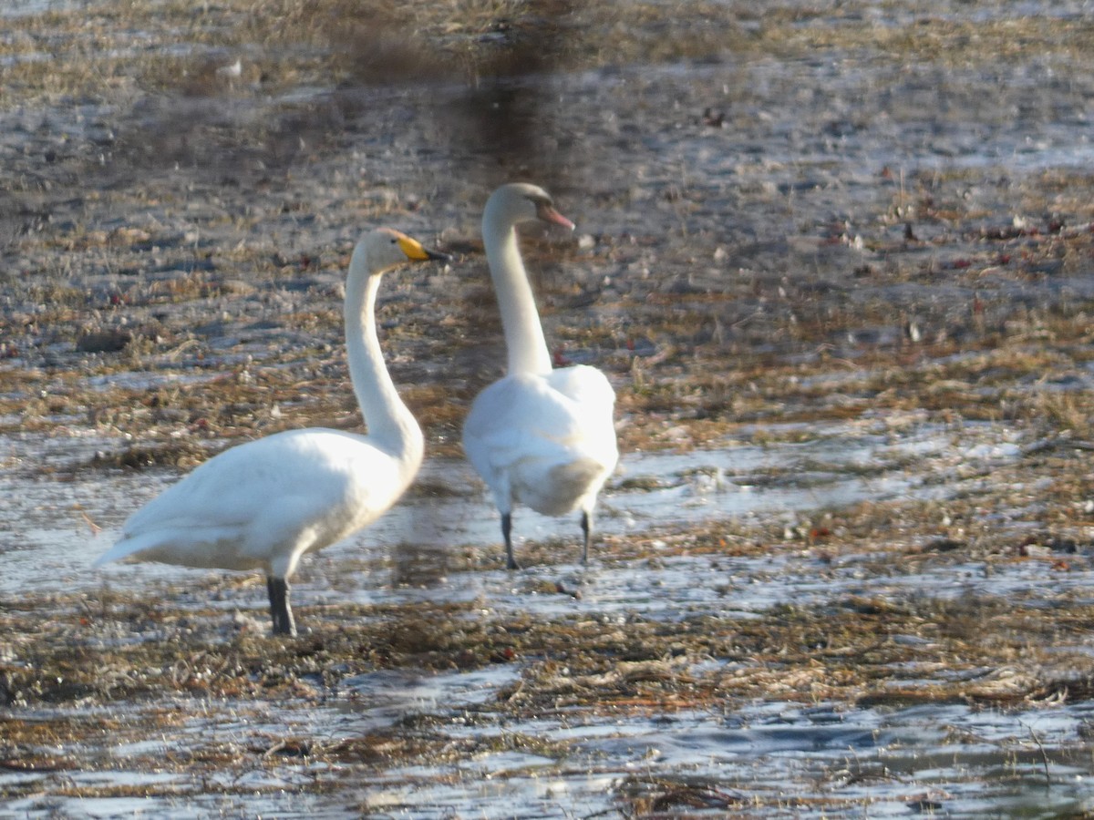 オオハクチョウ - ML616199234