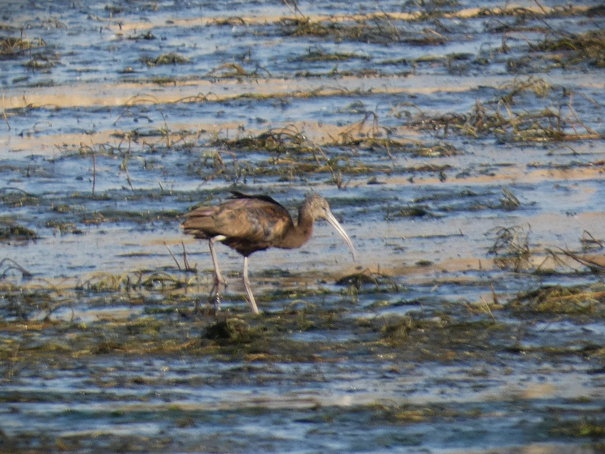 ブロンズトキ - ML616199235